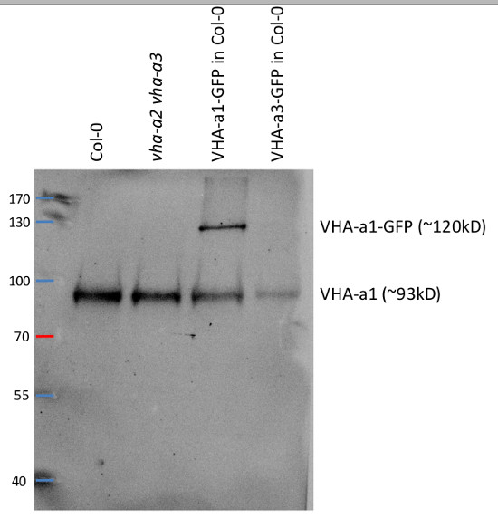 western blot using anti-VHa1 antibodies